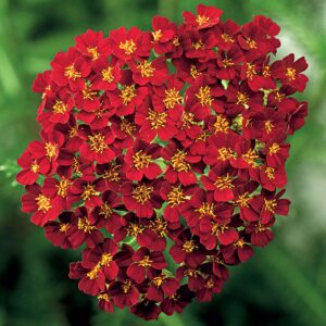 Achillea millefolium "Desert Eve Red"