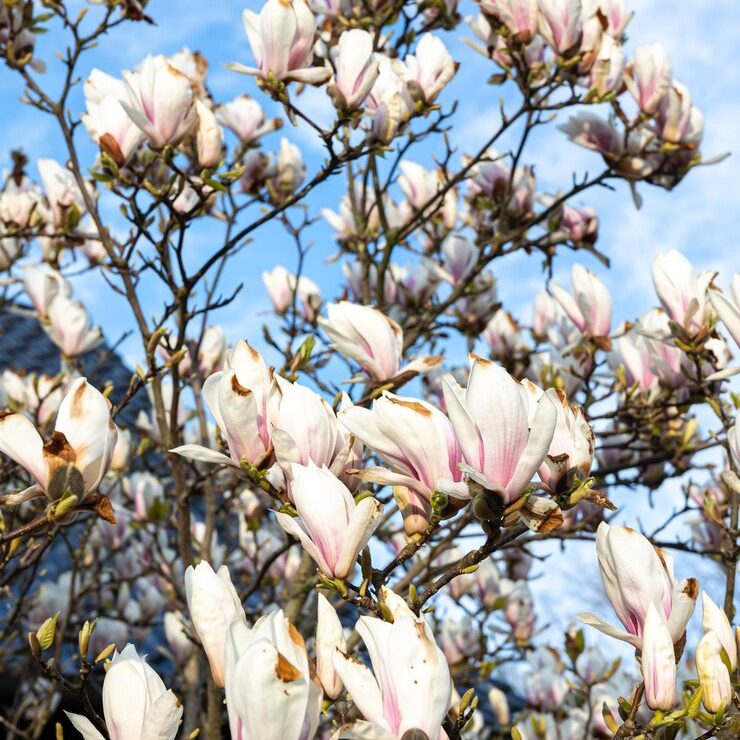 albero di magnolia fiorito