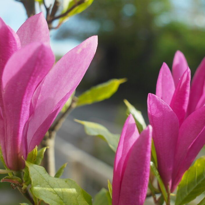 fiori di magnolia stellata liliflora susan
