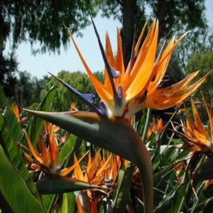 Strelitzia Reginae