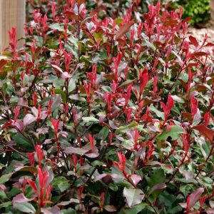 Photinia Red Robin Corallinum