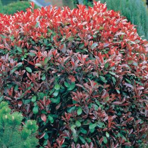Photinia Volcano