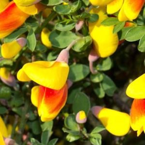 Cytisus Tuscania