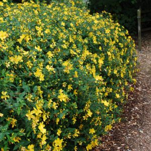 Iperico Hidcote (Hypericum hidcote)