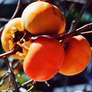 Kaki cioccolatino (Diospyros kaki cioccolatino)