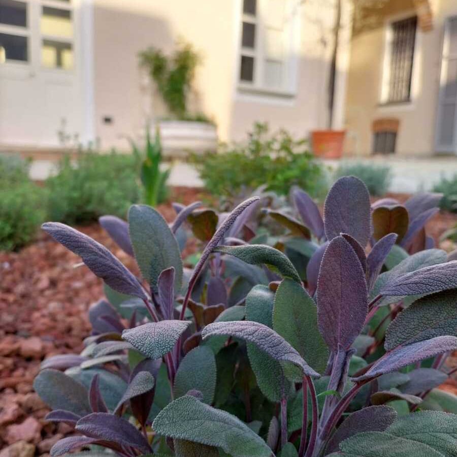 Salvia officinalis purpurea