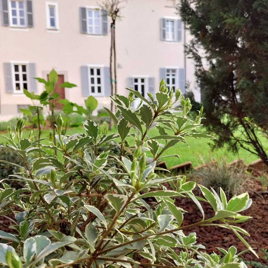 Pittosforo - Pittosporum heterophyllum variegatum