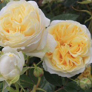 Rosa My Girl Tantau