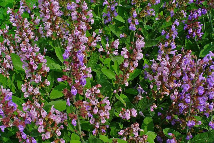 rosmarinus-officinalis