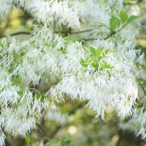 Chionanthus Virginicus (Albero della neve)