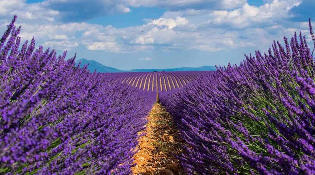 lavandula-angustifolia-officinalis