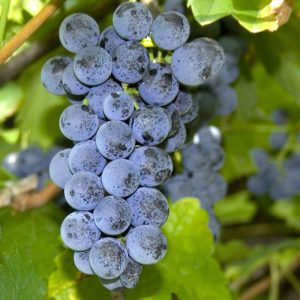 Uva Fragola (Uva Americana)