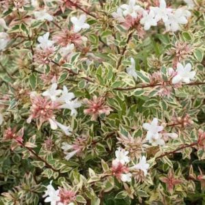 Abelia grandiflora Confetti