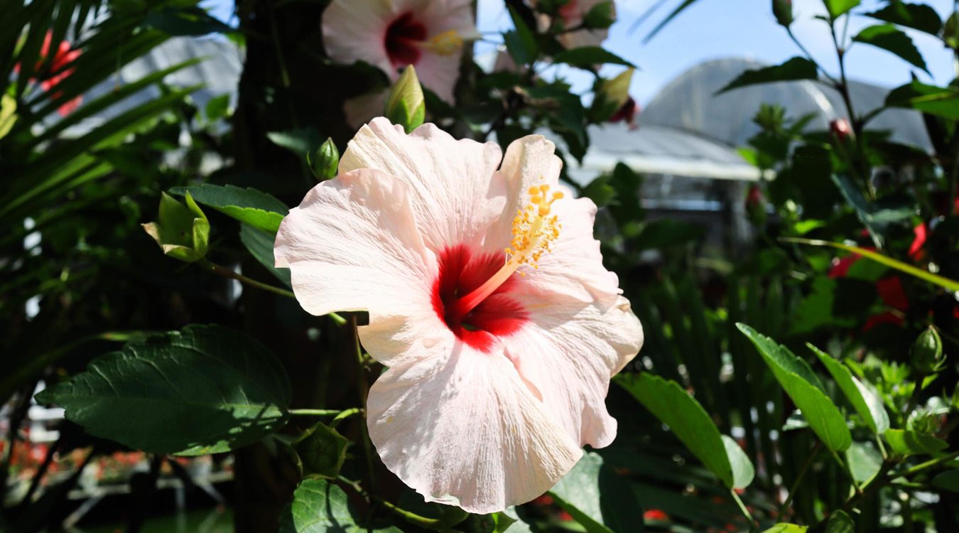 agosto-in-giardino-verde-commerce-vivaio-online-hibiscus