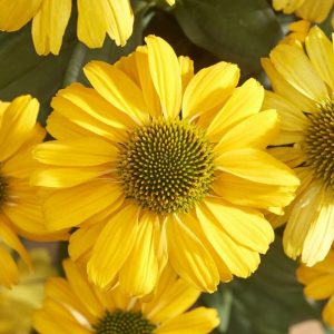 Echinacea purpurea 'Sunseekers Yellow'