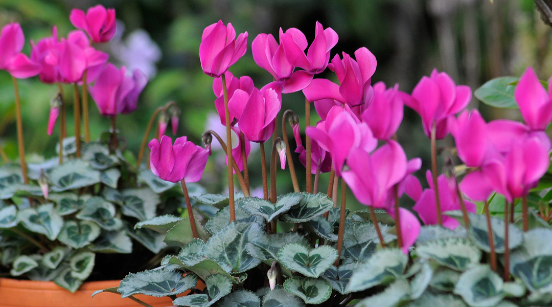 ciclamino-fioriture-di-ottobre