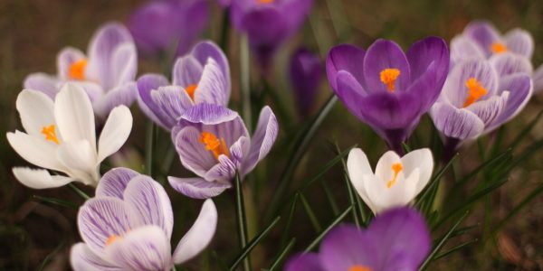 Crocus (croco)