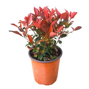 Photinia nana