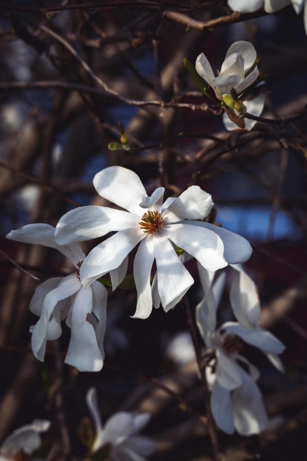 Magnolia Stellata - immagine 3
