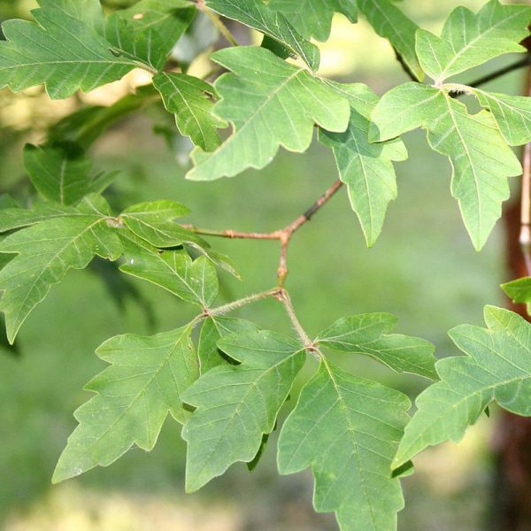 Acer 'griseum'