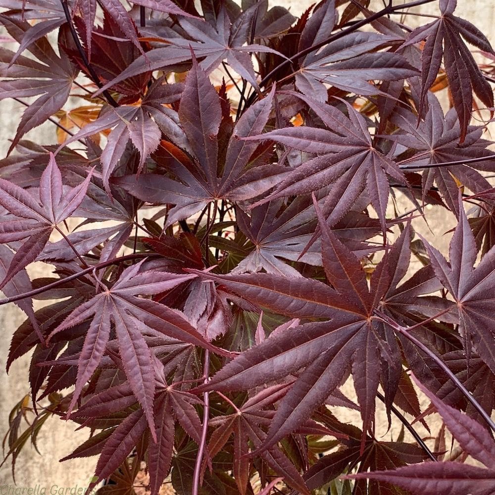 Acer palmatum 'bloodgood'