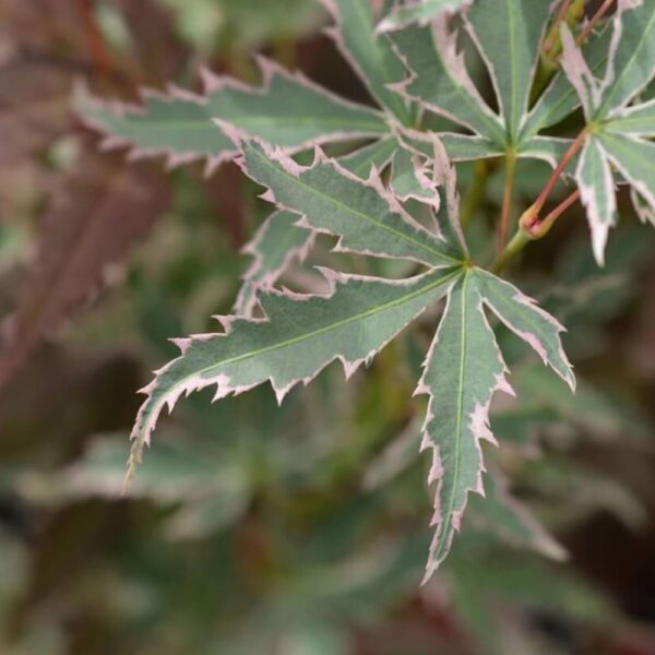 Acer palmatum 'Butterfly'