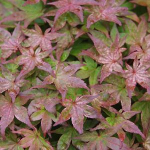 Acer palmatum 'Corallinum'