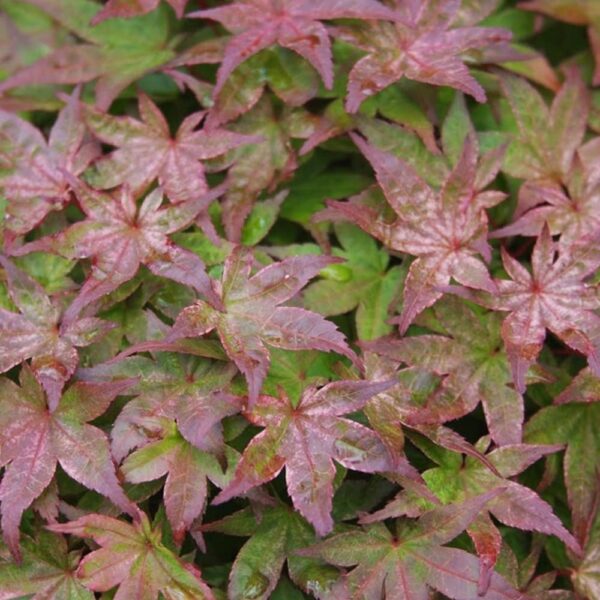 Acer palmatum 'Corallinum'