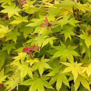 Acer palmatum 'Jordan'