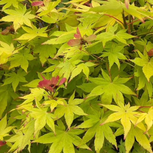 Acer palmatum 'Jordan'