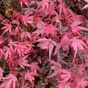 Acer palmatum 'PFG1' (Fireglow)