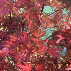 Acer palmatum 'Pixie'