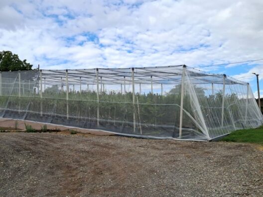 Struttura utilizzata dal vivaio verde-commerce per contrastare la popilla japonica