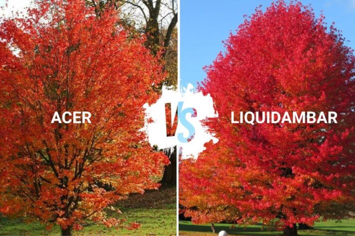 acer vs liquidambar verde-commerce