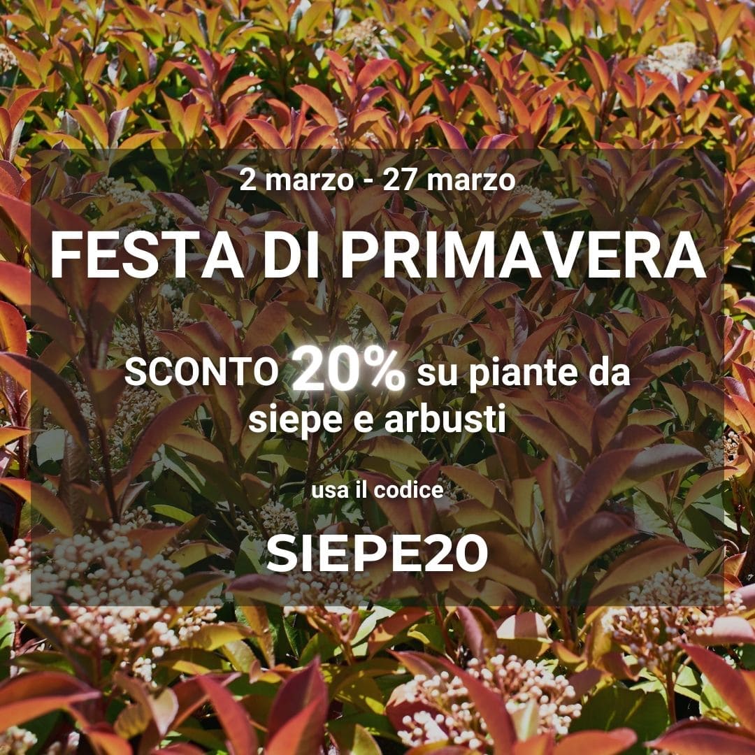 Vendita piante online - Sconti e offerte