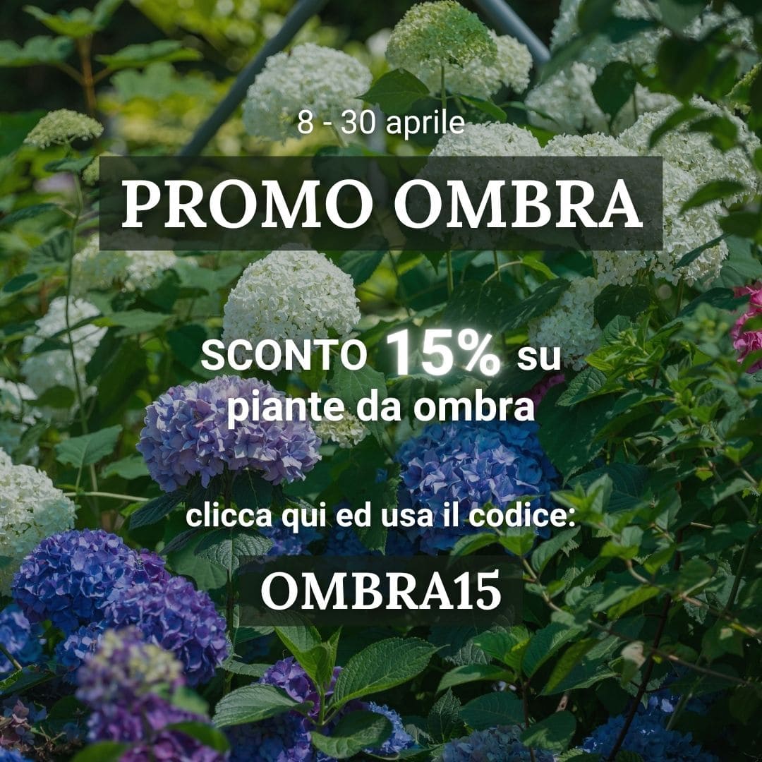 Vendita piante online - Sconti e offerte