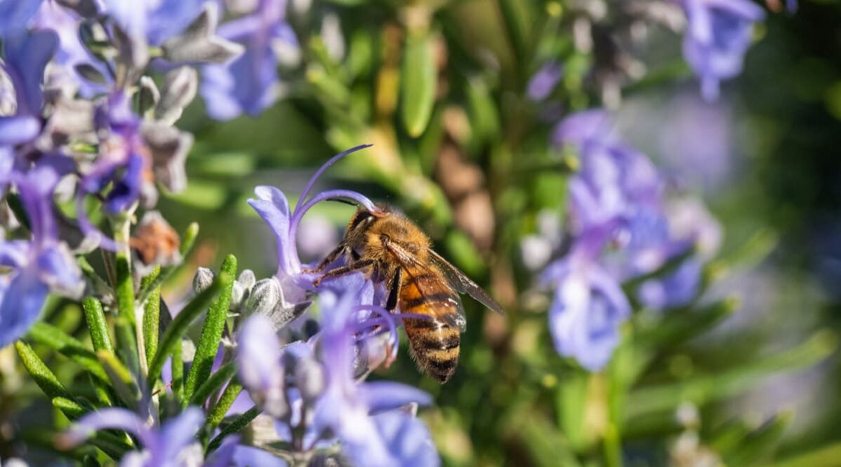 come-creare-un-giardino-biodiverso-con-piante-mellifere