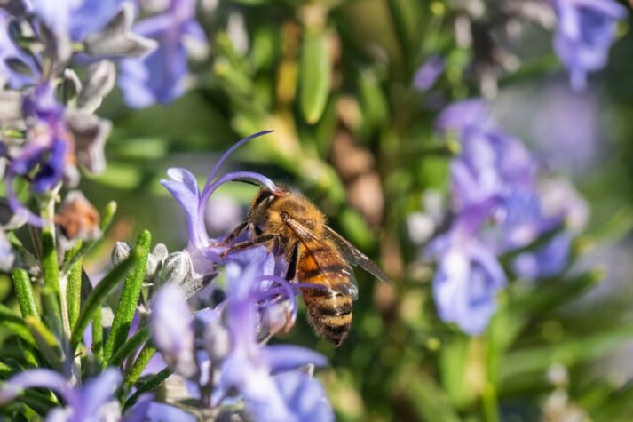 come-creare-un-giardino-biodiverso-con-piante-mellifere