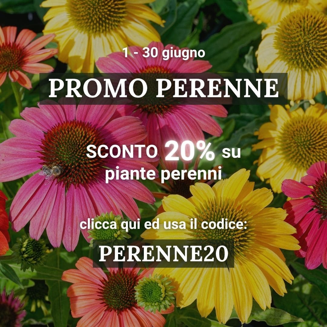 Vendita piante online - Sconti e offerte