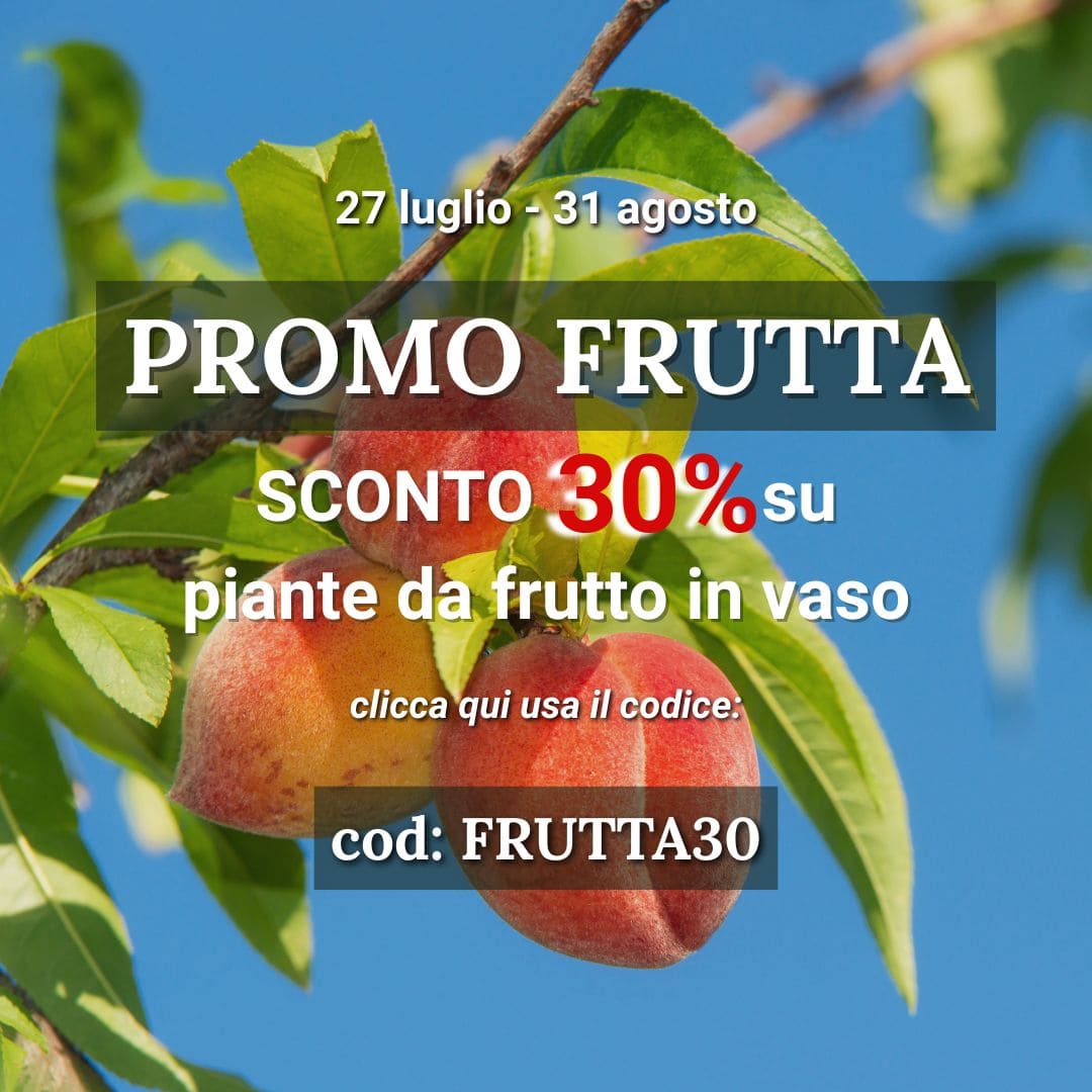 Vendita piante online - Sconti e offerte