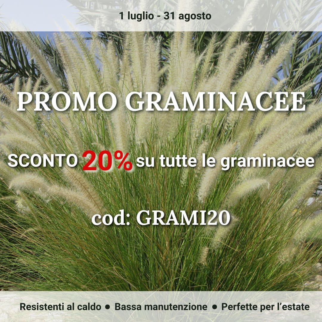 Vendita piante online - Sconti e offerte