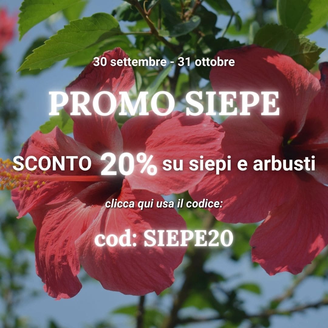 Vendita piante online - Sconti e offerte