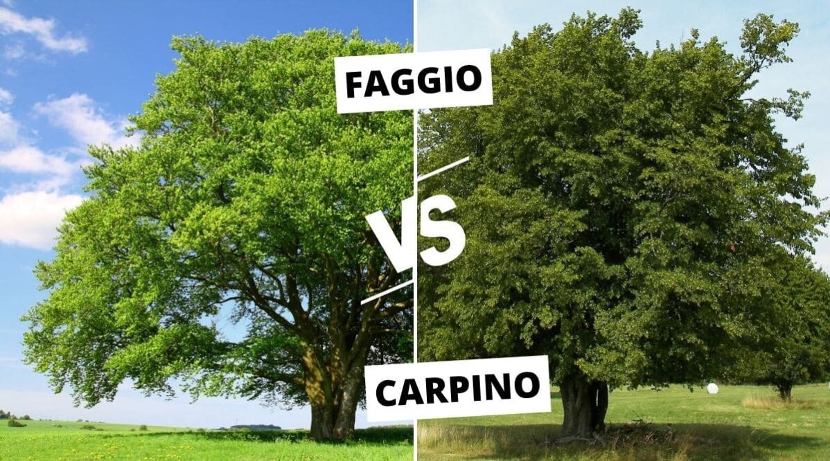 differenze-tra-carpino-faggio-alberature-verde-commerce