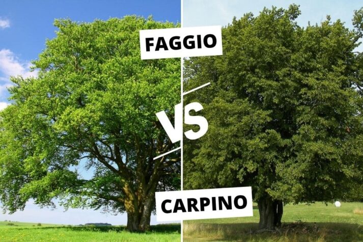 differenze-tra-carpino-faggio-alberature-verde-commerce