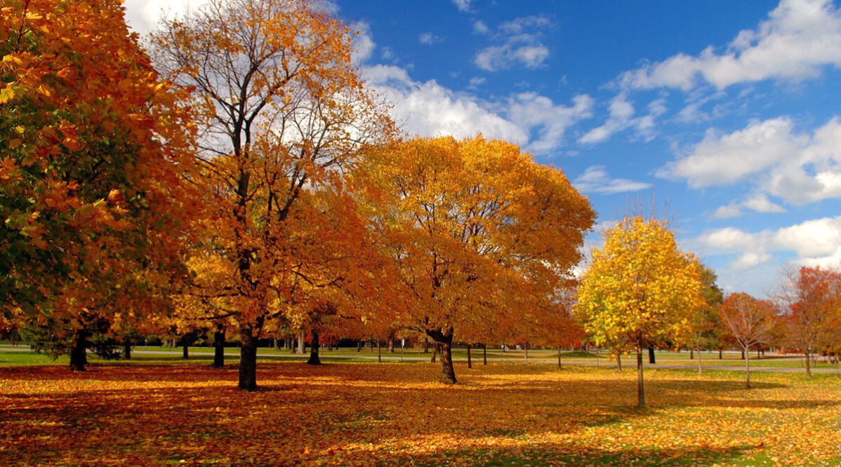autunno-piantumare-alberature-verde-commerce