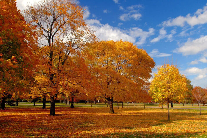 autunno-piantumare-alberature-verde-commerce